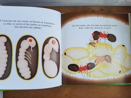 Les P'tites fourmis de Fleur Daugey et Chloé du Colombier
