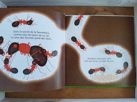 Les P'tites fourmis de Fleur Daugey et Chloé du Colombier