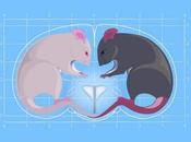 OCYTOCINE neuromodulateur effets contraires