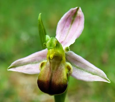 Ophrys abeille var. bicolore (Ophrys apifera var. bicolor)