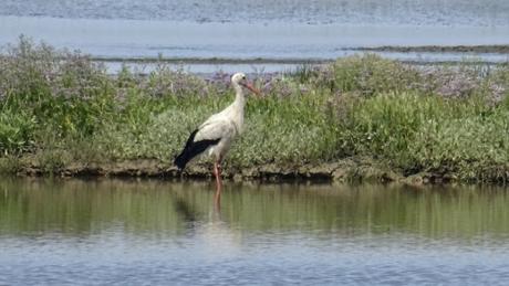 Certes : des oiseaux