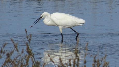 Certes : des oiseaux