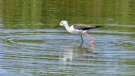 Certes : des oiseaux