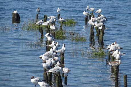 Certes : des oiseaux