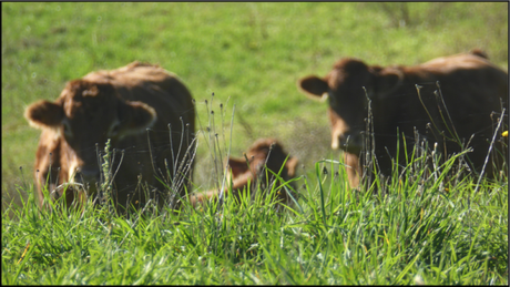 La chansonnette passe l’été en France – Jeudi 2 juillet