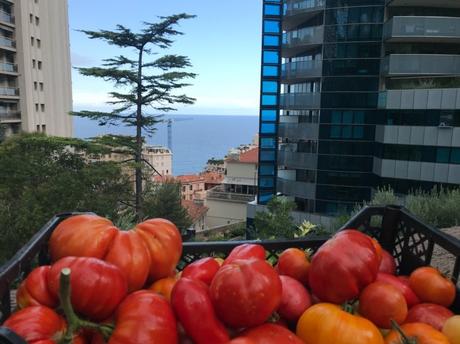 Agriculture Urbaine, nouvelle tendance à Monaco