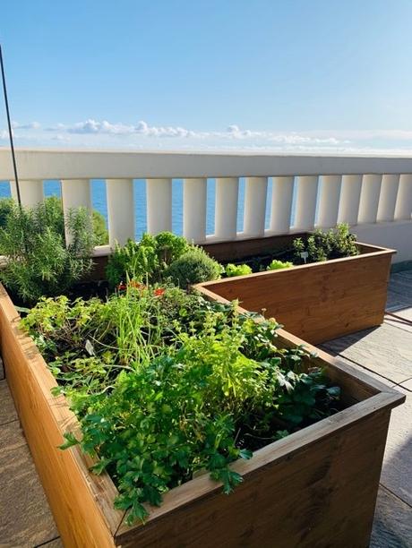 Agriculture Urbaine, nouvelle tendance à Monaco
