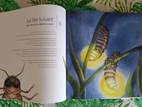 21 Petites histoires naturelles - Les insectes de Claire Lecoeuvre et Capucine Mazille