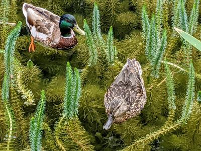 Mittenwald — Kurpark —  10 Bilder.