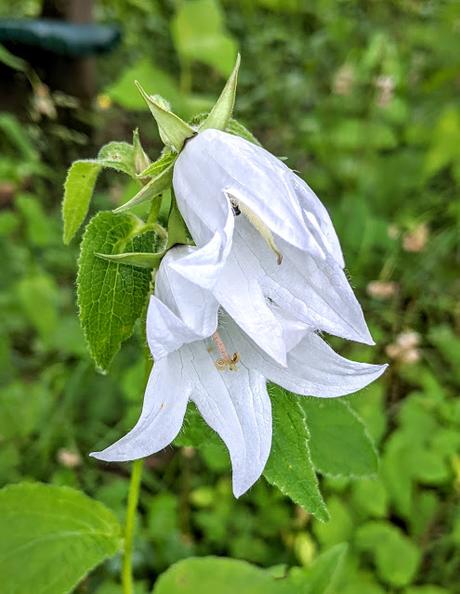 Mittenwald — Kurpark —  10 Bilder.