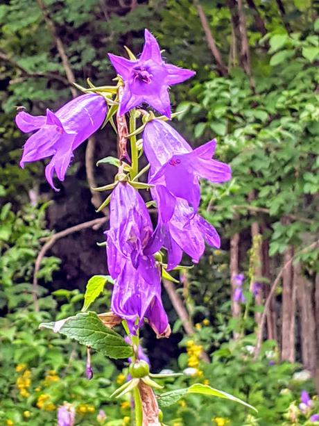 Mittenwald — Kurpark —  10 Bilder.