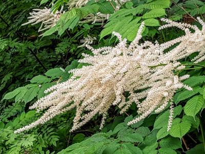 Mittenwald — Kurpark —  10 Bilder.