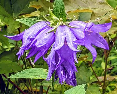 Mittenwald — Kurpark —  10 Bilder.