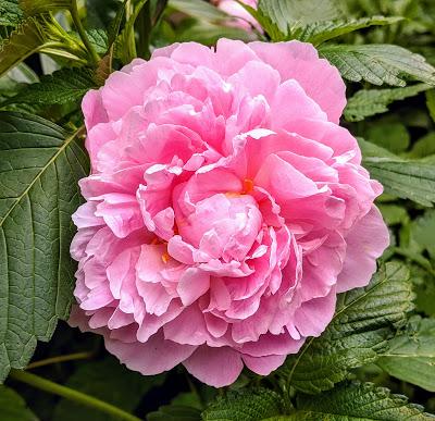 Mittenwald — Kurpark —  10 Bilder.