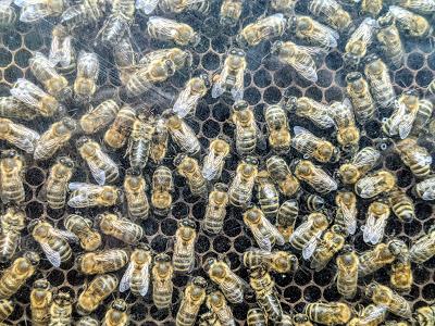 Mittenwald — Kurpark —  10 Bilder.