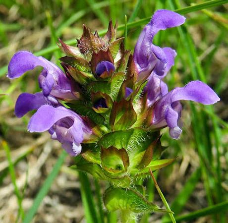 Brunelle à grandes fleurs (Prunella grandiflora)