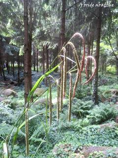 Réouverture des Jardins d'Albert Kahn