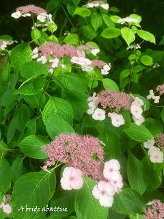 Réouverture des Jardins d'Albert Kahn
