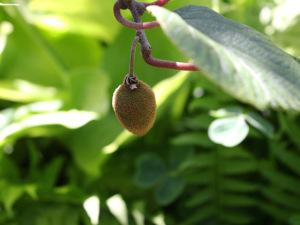 Un après-midi à Chaumont-sur-Loire