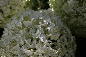 Un après-midi à Chaumont-sur-Loire