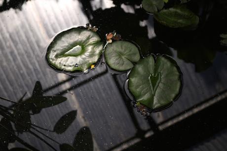 Un après-midi à Chaumont-sur-Loire