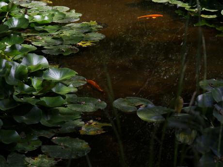 Un après-midi à Chaumont-sur-Loire