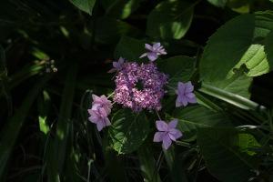 Un après-midi à Chaumont-sur-Loire