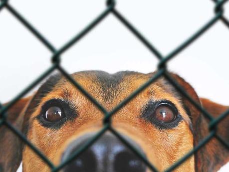 Quel produit désinfectant non nocif pour nettoyer enclos pour chien ?