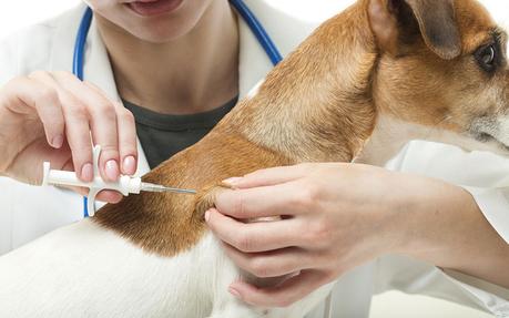 Tout savoir sur la vaccination des chiots et des chiens
