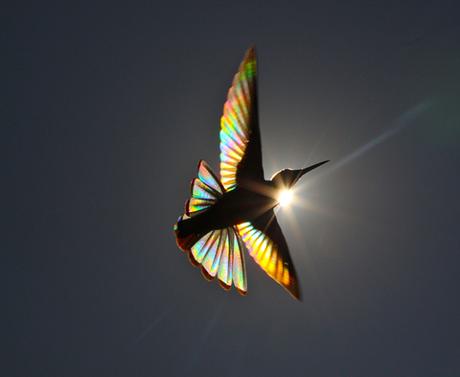 Ce photographe capture le prisme des couleurs traversant les ailes des colibris.
