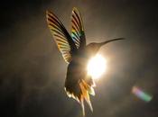 photographe capture prisme couleurs traversant ailes colibris.