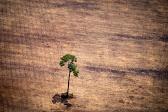 Brésil: augmentation de 85% de la déforestation en Amazonie en 2019 !