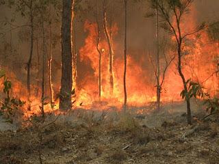 #trendsinecologyandevolution #feudeforêt #fauneaustralienne Après les Feux de Forêt Géants : Quel Futur pour la Faune Australienne ?