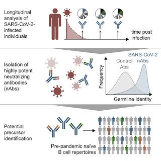 #Cell #SARS-CoV-2 #anticorpsneutralisants Isolation Longitudinale d’Anticorps SARS-CoV-2-Neutralisants Puissants chez des Patients COVID-19