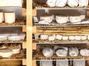 Paroles Fromagers Comprendre aim…