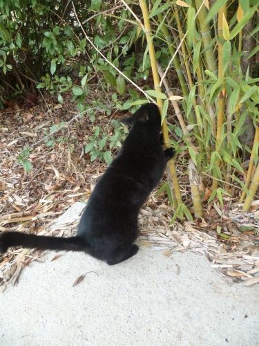 chat,soir,jardin,terrasse,maison,nuit,poésie,poème,poète