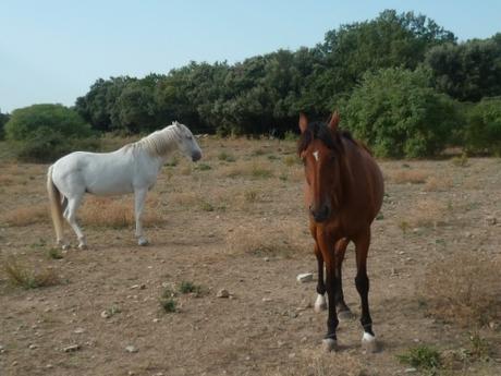 citation,expression,culture,bon à savoir,chevaux,moyen age