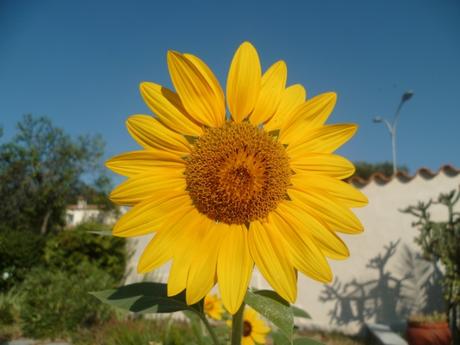 fleurs,plantes,jardin,tournesol,été,soleil,ciel bleu,août