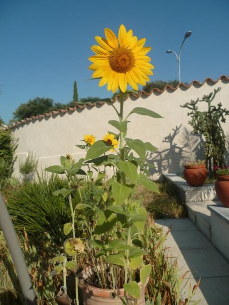 fleurs,plantes,jardin,tournesol,été,soleil,ciel bleu,août