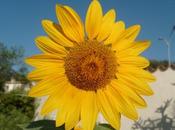 TOURNESOL jardin (tôt matin)