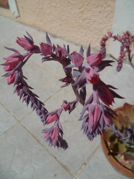 fleurs,plantes,jardin,jardinage,plantes grasses,echeveria