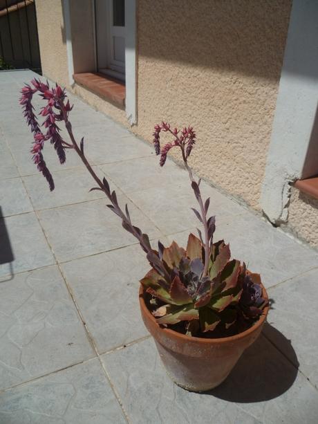 fleurs,plantes,jardin,jardinage,plantes grasses,echeveria