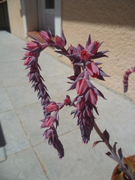 fleurs,plantes,jardin,jardinage,plantes grasses,echeveria