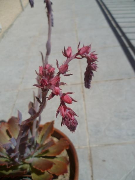 fleurs,plantes,jardin,jardinage,plantes grasses,echeveria
