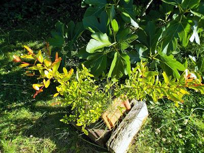 Il pousse des grenades dans le Pas-de-Calais !