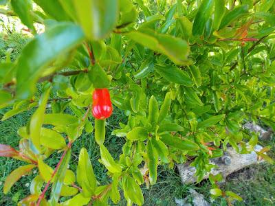 Il pousse des grenades dans le Pas-de-Calais !