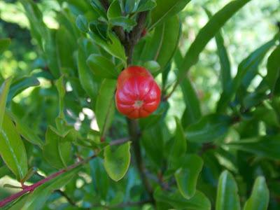 Il pousse des grenades dans le Pas-de-Calais !
