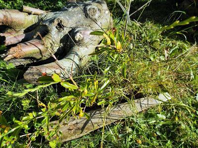 Il pousse des grenades dans le Pas-de-Calais !