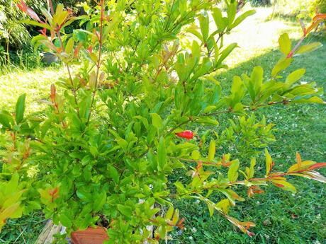 Il pousse des grenades dans le Pas-de-Calais !