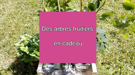 Des arbres fruitiers en cadeau (vidéo)